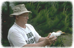 Man Holding Cattle Egret at Release