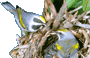 Loggerhead Shrike